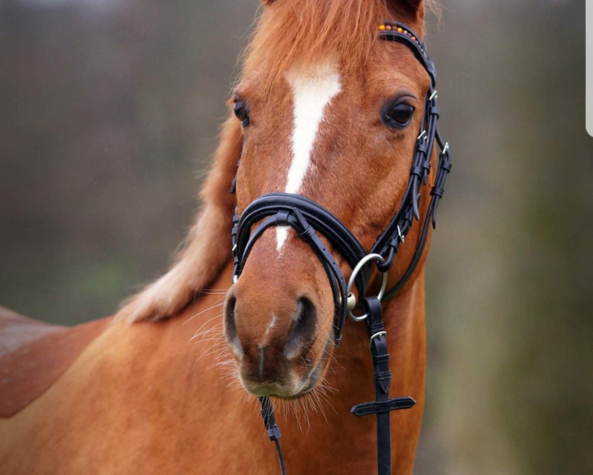 Springpferd Daylight-Wake Up (Deutsches Reitpony, 2002, von Diamond Dream)