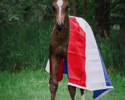 dressage horse Oakley PK (KWPN (Royal Dutch Sporthorse), 2019, from Foundation 2)