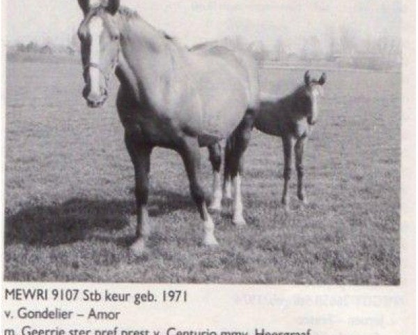 Zuchtstute Mewri (Koninklijk Warmbloed Paardenstamboek Nederland (KWPN), 1971, von Gondelier)