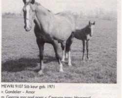 broodmare Mewri (KWPN (Royal Dutch Sporthorse), 1971, from Gondelier)