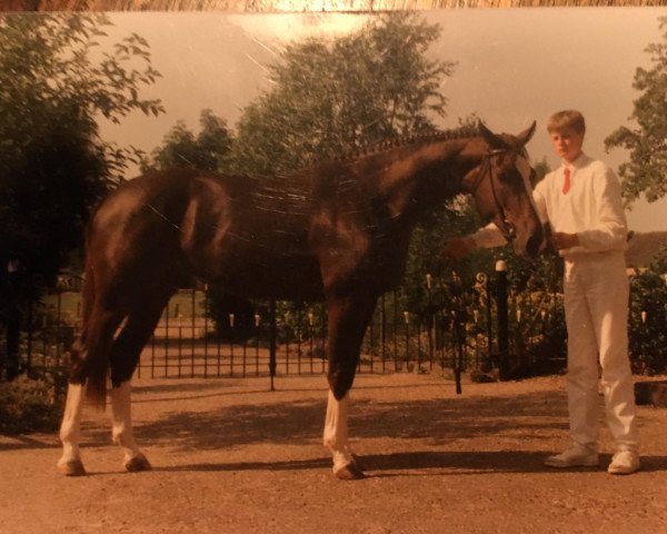 broodmare Equador (KWPN (Royal Dutch Sporthorse), 1986, from Variant)