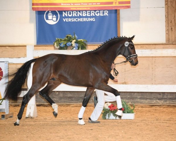 Dressurpferd Sospiro (Deutsches Sportpferd, 2017, von Sir Heinrich OLD)