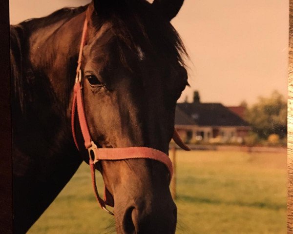 Zuchtstute Leandra (Koninklijk Warmbloed Paardenstamboek Nederland (KWPN), 1993, von Ferro)