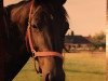 Zuchtstute Leandra (Koninklijk Warmbloed Paardenstamboek Nederland (KWPN), 1993, von Ferro)