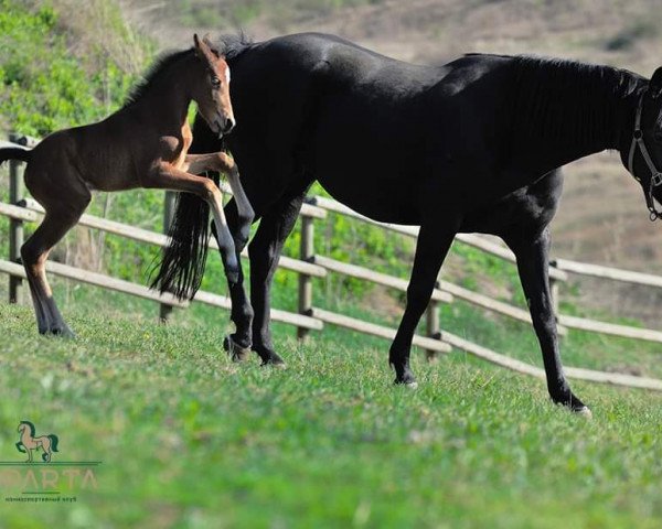 dressage horse Dewri (KWPN (Royal Dutch Sporthorse), 2008, from Westenwind)