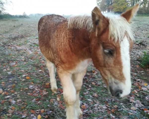 dressage horse Naranja vom Hügelblick (Schleswig Heavy Draft, 2019, from Caesar)