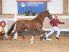 dressage horse Manhattan Project (Hanoverian, 2017, from Morricone)