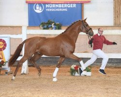 dressage horse Manhattan Project (Hanoverian, 2017, from Morricone)