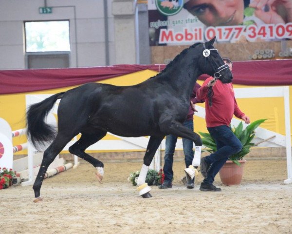 dressage horse Matondo (Oldenburg, 2017, from E.H. Millennium)
