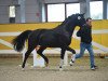 dressage horse For Harvard (Oldenburg, 2017, from For Romance I)