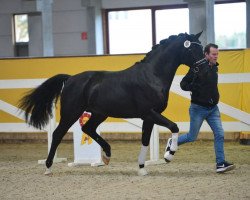 dressage horse For Harvard (Oldenburg, 2017, from For Romance I)