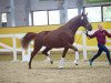 dressage horse Figaro 287 (Hanoverian, 2017, from Finnigan)