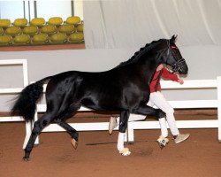 dressage horse Fürst Friedrich (Oldenburg, 2017, from Finest)