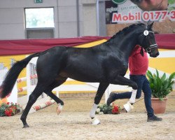 dressage horse Finest Rubin (Westphalian, 2017, from Finest)