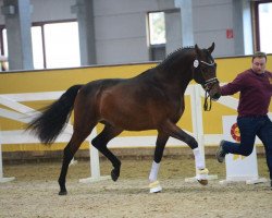 dressage horse Flamenco 206 (Rhinelander, 2017, from Fiamingho Ms)