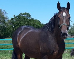 broodmare Wenita (Hanoverian, 2007, from Wolkentanz I)