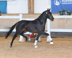 dressage horse Dorian Gray GT (Hanoverian, 2017, from Dante Weltino Old)