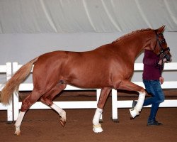 dressage horse Dayman 6 (German Sport Horse, 2017, from Danciano)