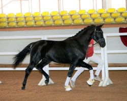 dressage horse Hengst von Bon Coeur / Gardez (Württemberger, 2017, from Bon Coeur)