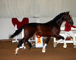 dressage horse Blizzard S 2 (Oldenburg, 2017, from Callaho's Benicio)