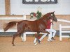 dressage horse Billie Idol (Westphalian, 2017, from Belissimo NRW)