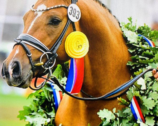 stallion Steendieks Dodi Lafajette (German Riding Pony, 2015, from Steendieks Morgensterns Dalai)