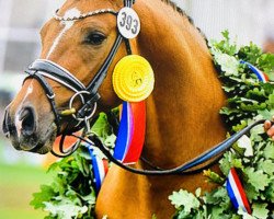 stallion Steendieks Dodi Lafajette (German Riding Pony, 2015, from Steendieks Morgensterns Dalai)