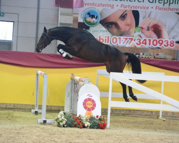 jumper Macain (German Sport Horse, 2016, from HH Messenger)