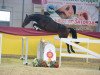 jumper Macain (German Sport Horse, 2016, from HH Messenger)