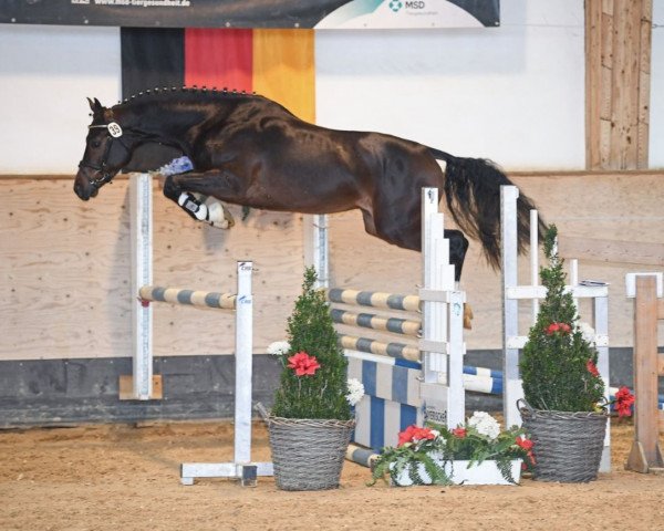 jumper Leviano H (German Sport Horse, 2017, from Like Angel)