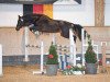 jumper Leviano H (German Sport Horse, 2017, from Like Angel)