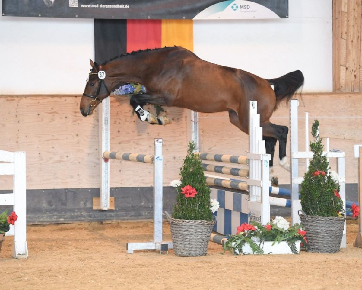 jumper Kincey Cs (Oldenburg show jumper, 2017, from Kannan)