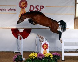 Springpferd Diamant de Oliveira (Holsteiner, 2017, von Diarado)