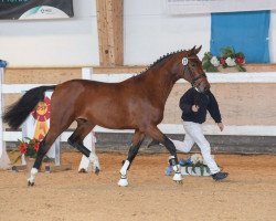 Deckhengst Couronne du Cullinan S.W. (Deutsches Sportpferd, 2017, von Cullinan du Borget B)