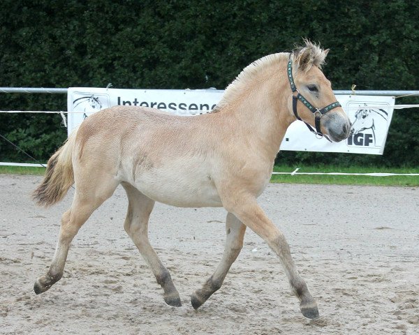 horse Ricarda H (Fjord Horse, 2021, from Venlo)