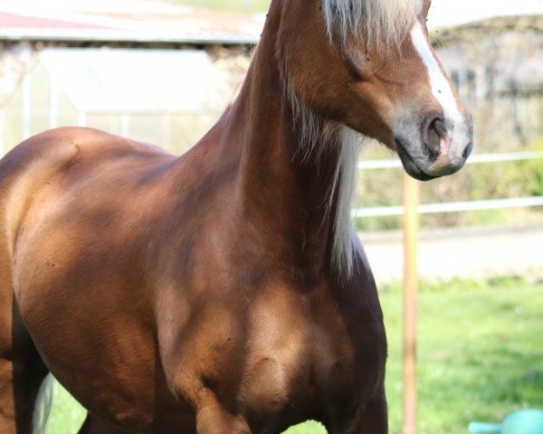 dressage horse Etu 4 (Pony without race description, 2013)