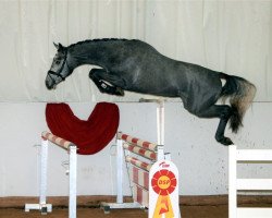 Springpferd Hengst von Cornet Obolensky / Casall Ask (Württemberger, 2017, von Cornet Obolensky)