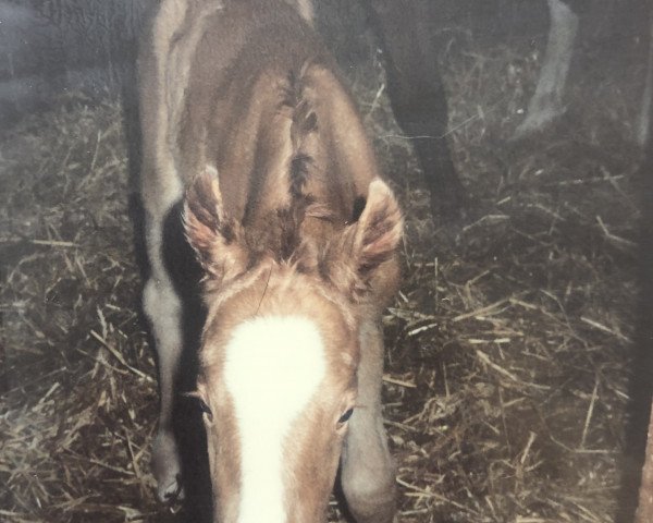 Zuchtstute Sabina (Hannoveraner, 1993, von Salem 4258)