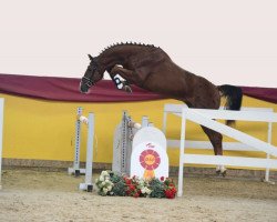 jumper Chuck Baloubet (Oldenburg show jumper, 2017, from Chacoon Blue)