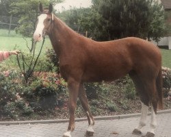 broodmare Whitney (Hanoverian, 1988, from Wangenheim)