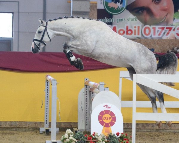 jumper Classico my Dream (German Sport Horse, 2017, from Carleyle)