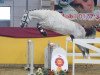 Springpferd Classico my Dream (Deutsches Sportpferd, 2017, von Carleyle)