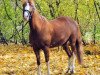 dressage horse Melody 232 (Dutch Pony, 2010)