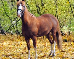 dressage horse Melody 232 (Dutch Pony, 2010)