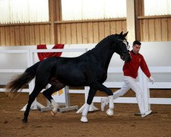 stallion Zarif 7 (German Sport Horse, 2017, from Birkhof's Zalando OLD)