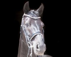 dressage horse Dark Damon (Westphalian, 2008, from Damon Hill)