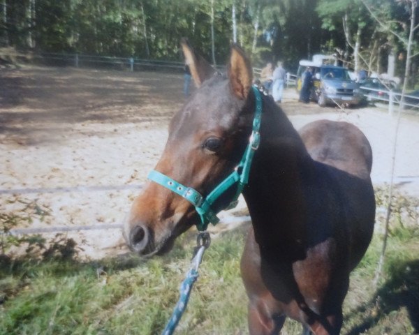 dressage horse Dillean M (German Riding Pony, 2004, from Dressman)