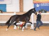 stallion Santiamo GT (Hanoverian, 2017, from Spörcken)