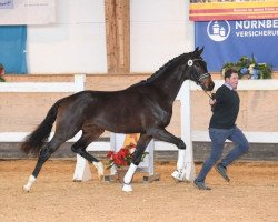 stallion Santiamo GT (Hanoverian, 2017, from Spörcken)