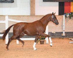 dressage horse Sansibar S 3 (Westfale, 2017, from Sir Heinrich OLD)